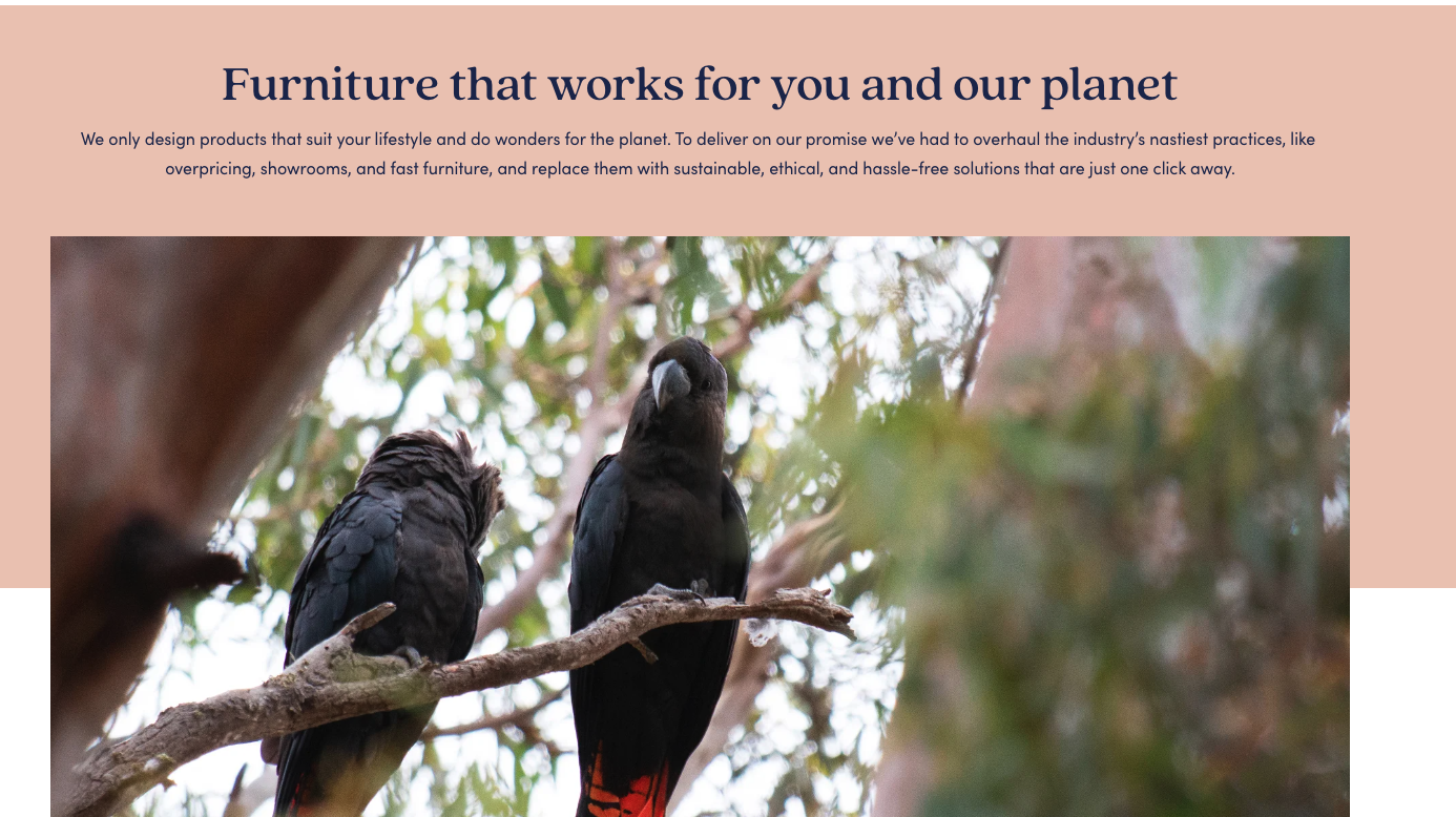 Koala mattress photo of galahs that reads 'furniture that works for you and our planet'